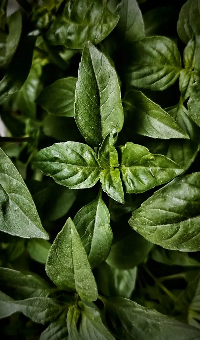 Basil specimen