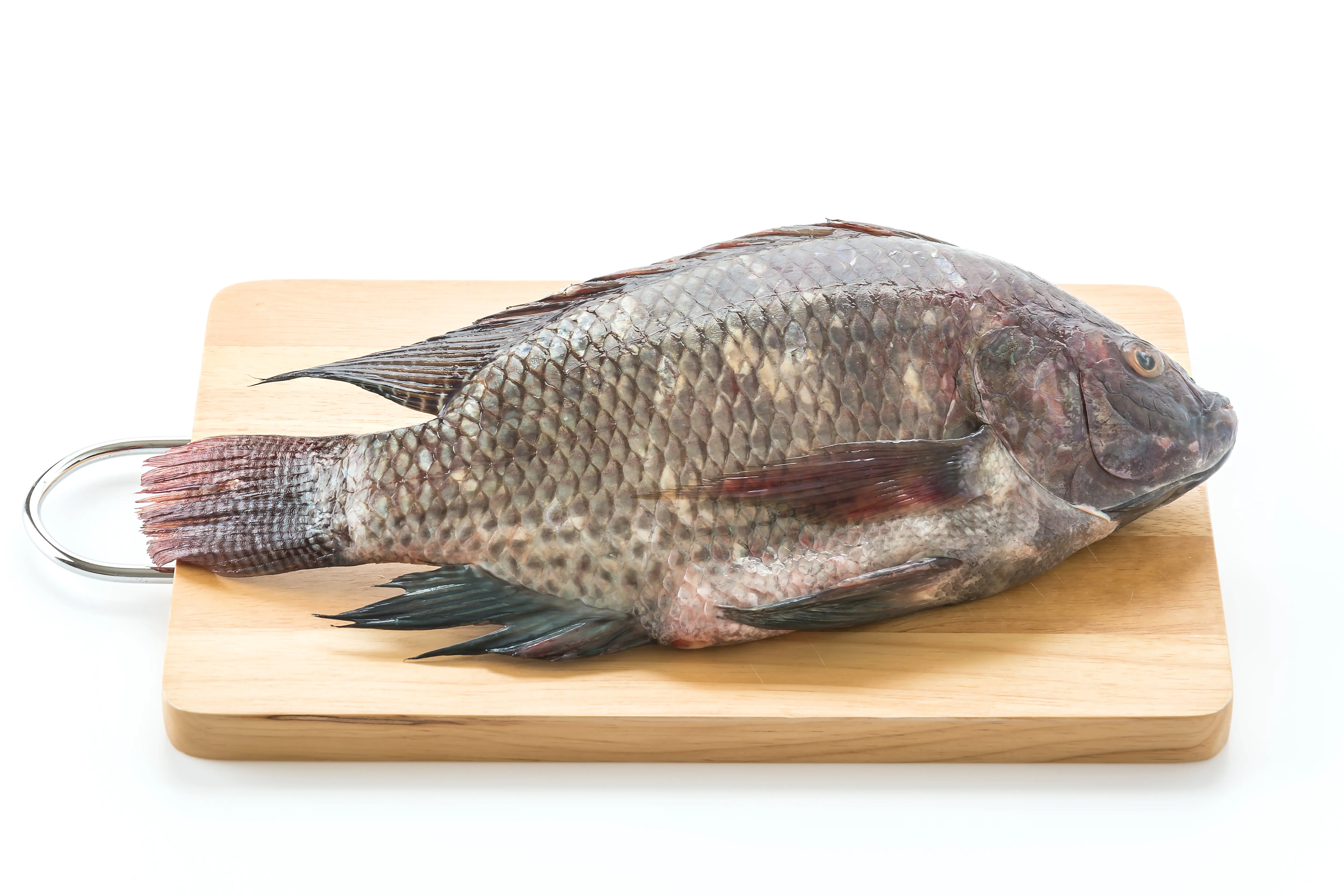 Tilapia fish specimen